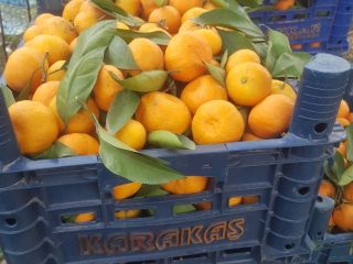Avem in vanzare portocale, mandarynka, lamai, grejpfrut! Tara de