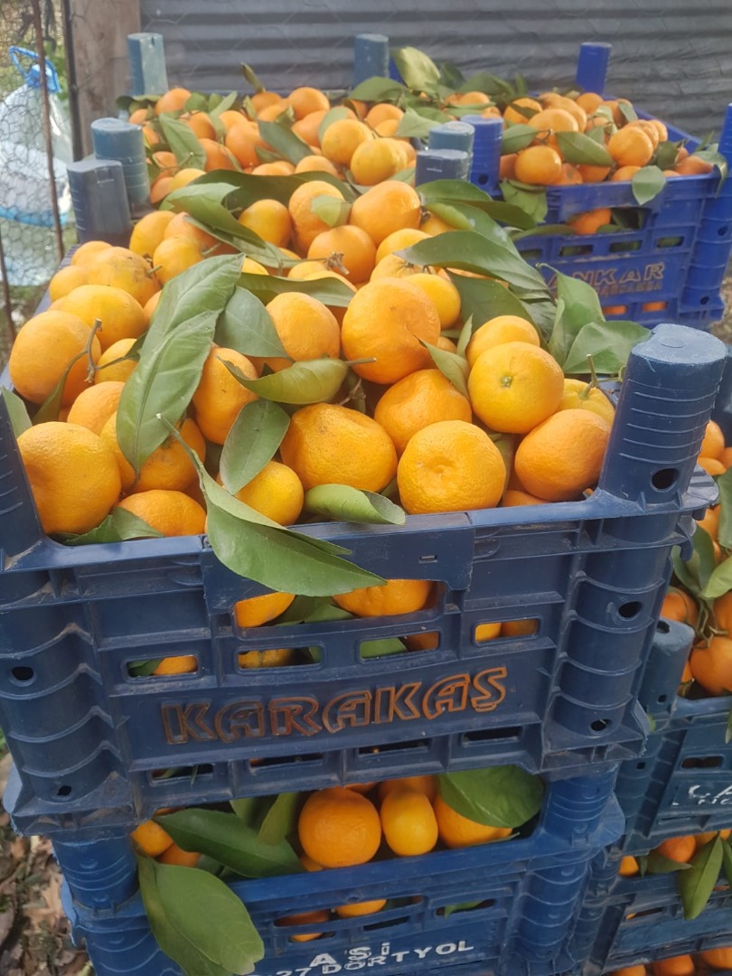 Avem in vanzare portocale, mandarynka, lamai, grejpfrut! Tara de origine: Turcia! Posiadamy w sprzedaży pomarańcze, mandarynki, cytryny, grejpfruty! Kraj