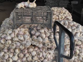 Sprzedam 500 kg czosnku Harnaś ciętego z łodygą na