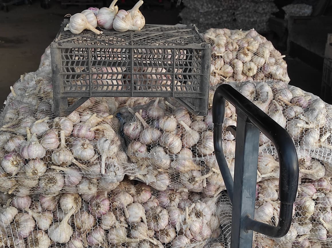 Sprzedam 500 kg czosnku Harnaś ciętego z łodygą na 3 cm kaliber 5-6.5 większość czosnku 6+ ZDROWY