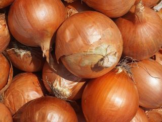 Wysyłka od 20 ton Cebula cebulowa w restauracjach, kawiarniach,