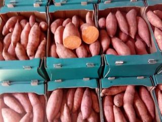 EGIPSKI UPRAWIONE I ZBIERANE SŁODKIE ZIEMNIAKI Rodzaj ziemniaka: BUGARD