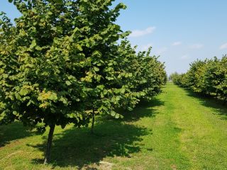 Sprzedam orzecha laskowego z własnej plantacji, zbiór 2021 czysty,