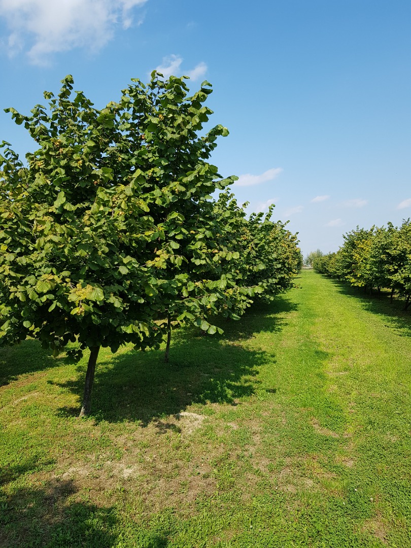 Sprzedam orzecha laskowego z własnej plantacji, zbiór 2021 czysty, przebrany suszony