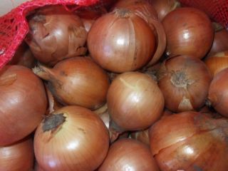 Cebula cebulowa, świetna do gotowania w restauracjach, kawiarniach, cateringu.