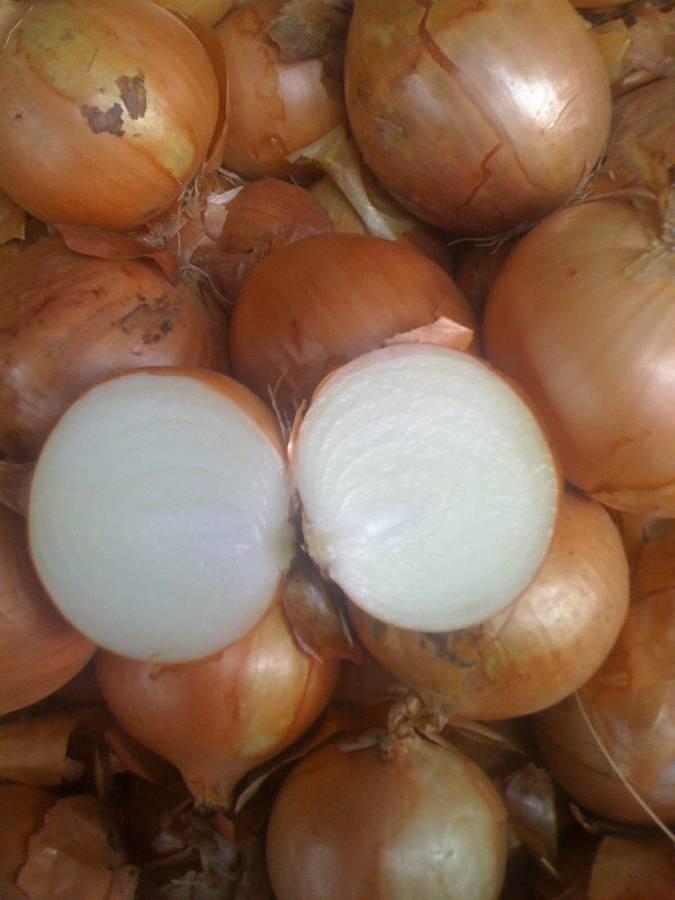 Cebula cebulowa, świetna do gotowania w restauracjach, kawiarniach, cateringu