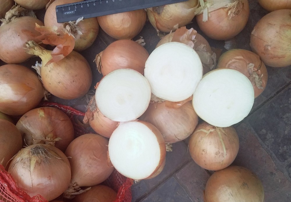 Cebula cebulowa, świetna do gotowania w restauracjach, kawiarniach, cateringu