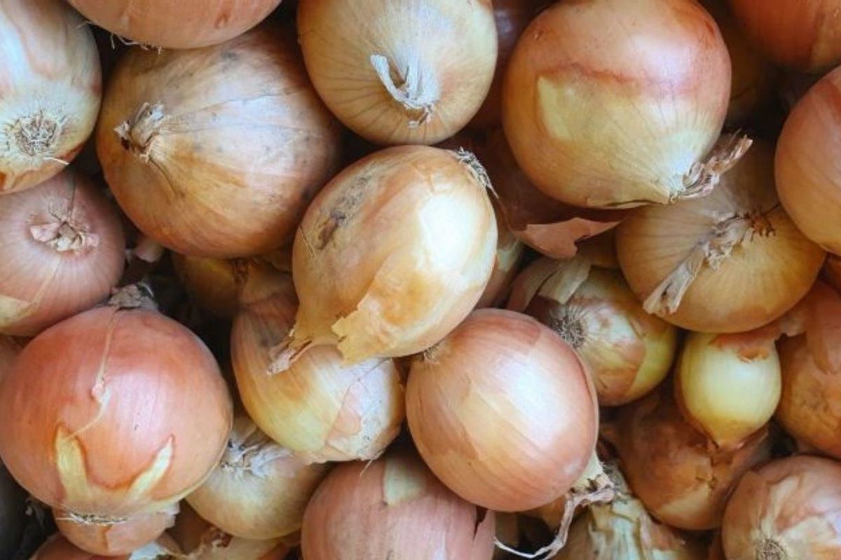 Cebula cebulowa, świetna do gotowania w restauracjach, kawiarniach, cateringu
