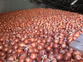 Cebula cebulowa, świetna do gotowania w restauracjach, kawiarniach, cateringu.