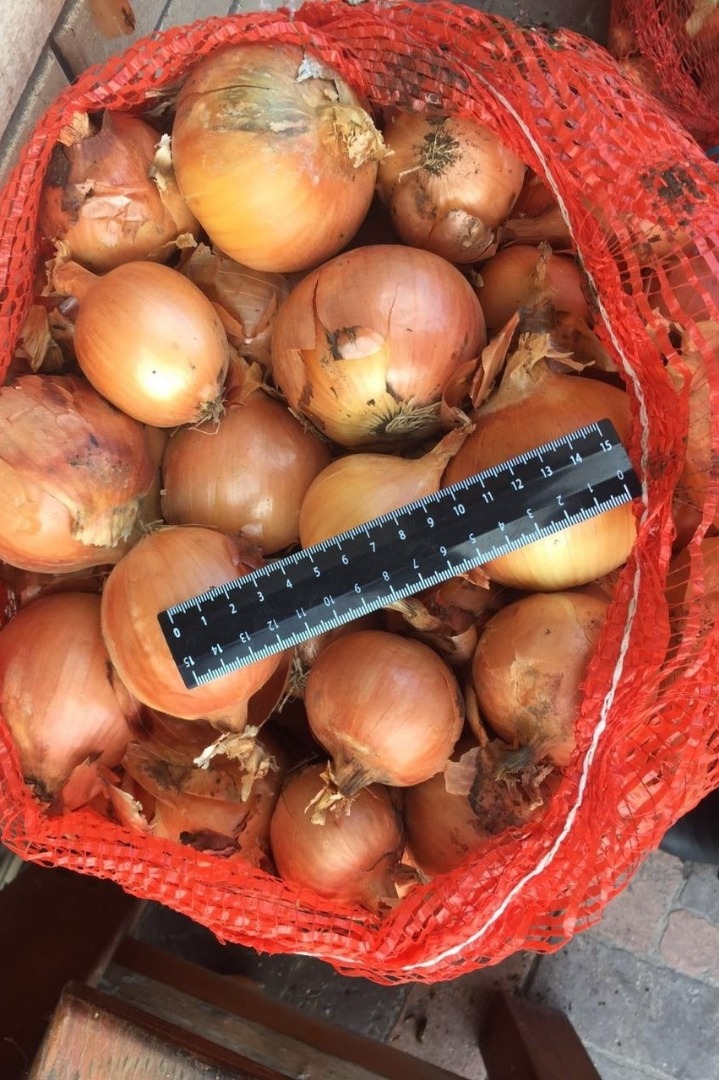 Cebula cebulowa, świetna do gotowania w restauracjach, kawiarniach, cateringu