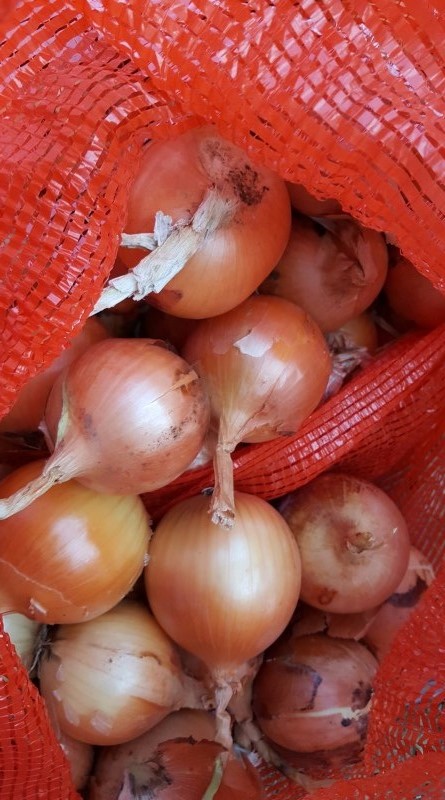 Cebula cebulowa, świetna do gotowania w restauracjach, kawiarniach, cateringu