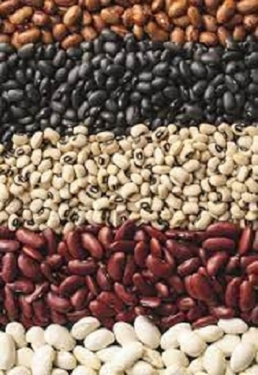 Sprzedam fasolę Oferujemy Państwu zakup fasoli z ukraińskiej firmy Bins Naturprodukt