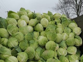 kapusta demi savoy tundra na sprzedaż ilość 100 ton