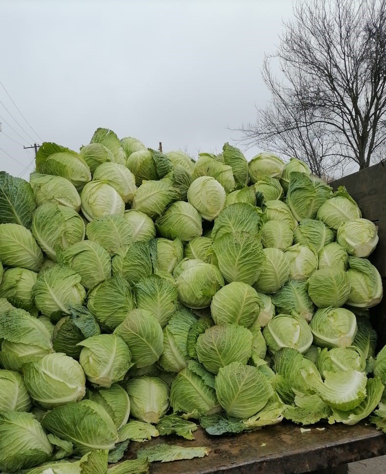 kapusta demi savoy tundra na sprzedaż ilość 100 ton