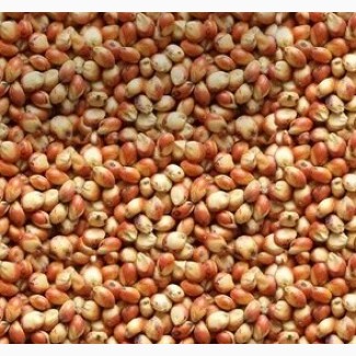 Kupuję przez cały rok: - len brązowy, len złoty (cena 23500 UAH / 720 $), - fasolę (cena 800 $), - proso (cena 250 $), - sorgo (cena 240 $)
