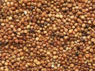 Firma skupuje len, sorgo, proso, fasolę - len brązowy,