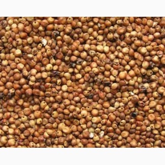 Firma skupuje len, sorgo, proso, fasolę - len brązowy, złoty (cena 23500 UAH / 720 $), - fasolę (cena 800 $), - sorgo (cena 240 $) - proso (cena 250 $)