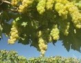 Nawóz organiczny 100% koncentrat Reprezentuje - ekstrakt bionawozu z czerwonych robaków kalifornijskich Działanie preparatu wyraża się w zwiększeniu