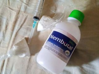 Co to jest pentobarbital? Pentobarbital, znany również jako Nembutal,