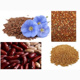 Firma zakupi len, sorgo, proso, fasolę