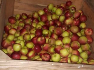 Sprzedam Szampiona, Ligola i inne odmiany z chłodni po