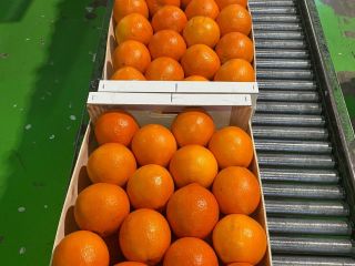 pomarańcza, kaki, oliwa z oliwek. Wszyscy z Walencji w