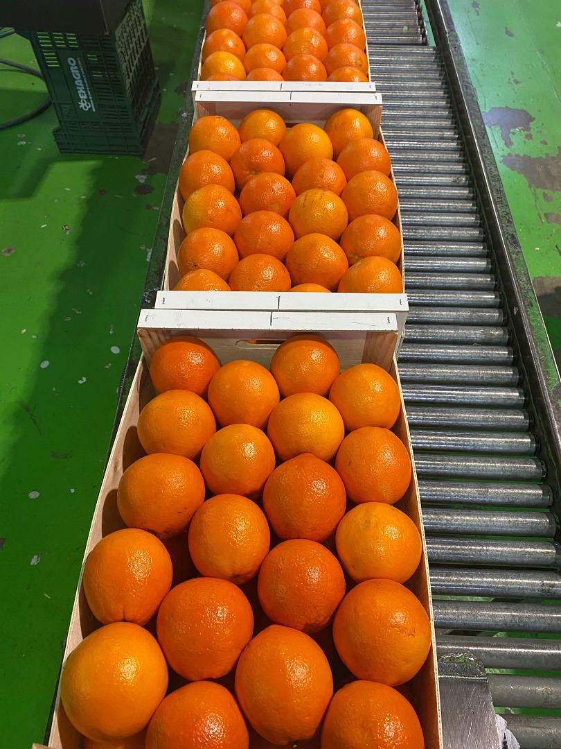 pomarańcza, kaki, oliwa z oliwek