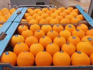 Na sprzedaż hiszpańskie pomarańcze. W ofercie również inne owoce