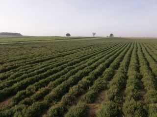 Sprzedam ziele Tymianku że zbioru 2021.