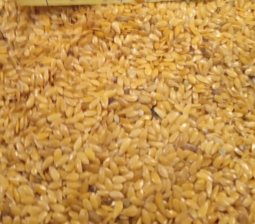 Sprzedam len złoty (Jantarol) żniwa 2021