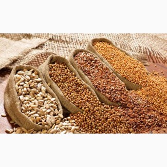 Kupię fasolę, len, sorgo, proso