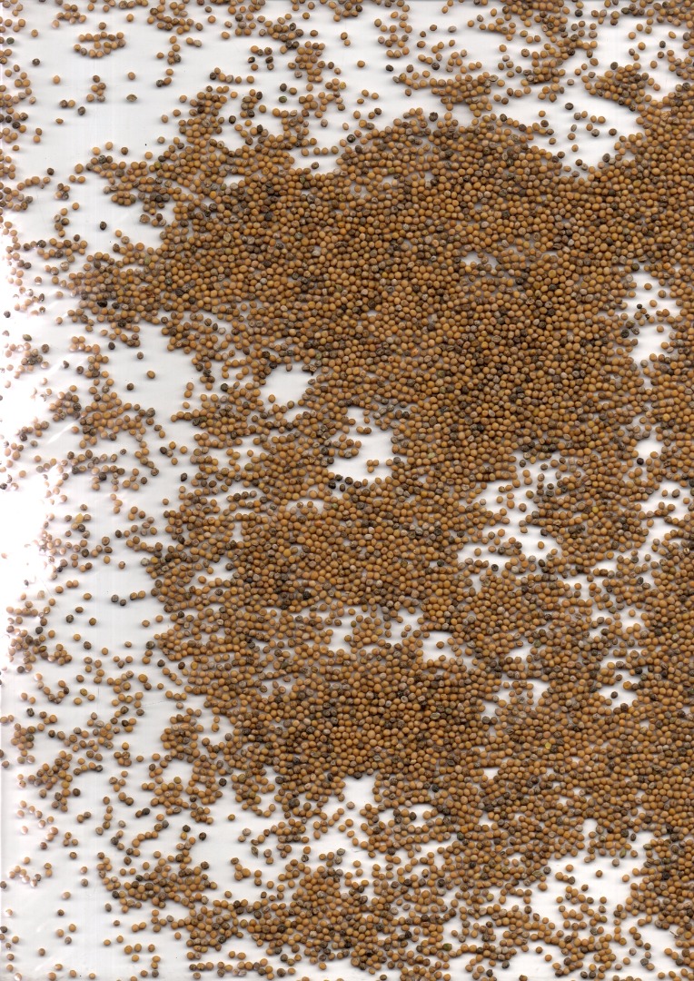 Our company is ready to offer supplies of mustard for fodder and technical purposes