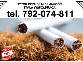 Machorka do nabijania w tutki na kilogramy Zamów u