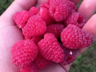 Sprzedam maliny polka i cayuga, rokitnik, aronia, porzeczka czarna