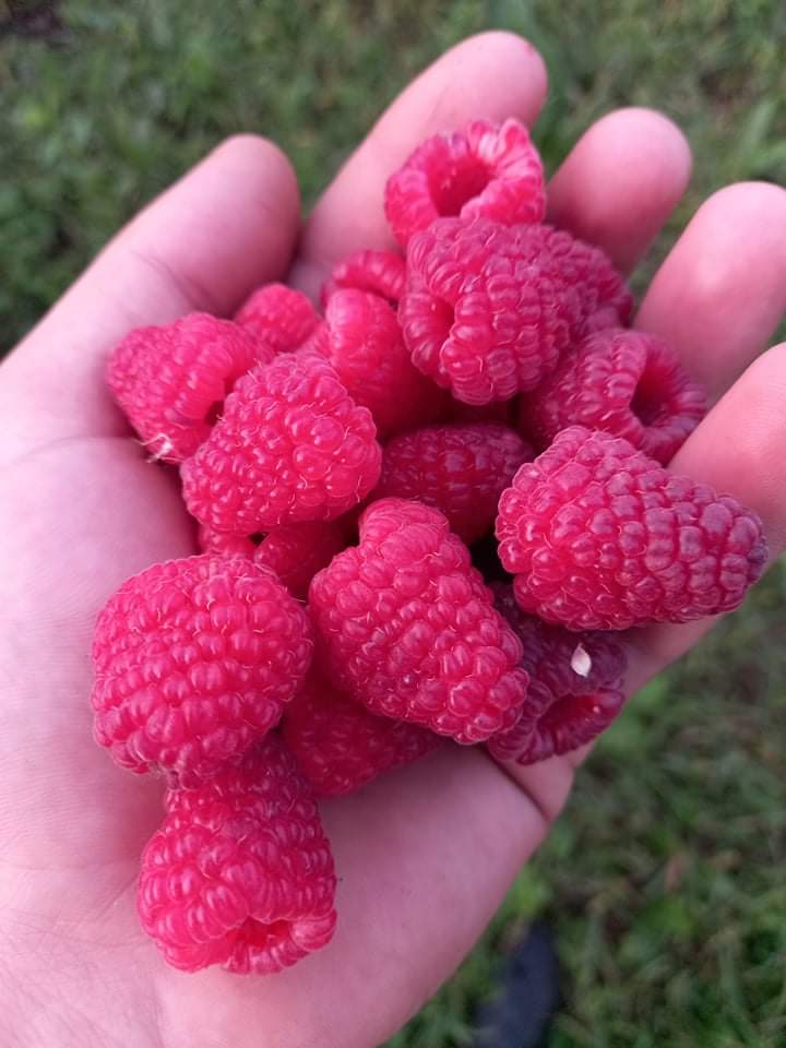 Sprzedam maliny polka i cayuga, rokitnik, aronia, porzeczka czarna i czerwona