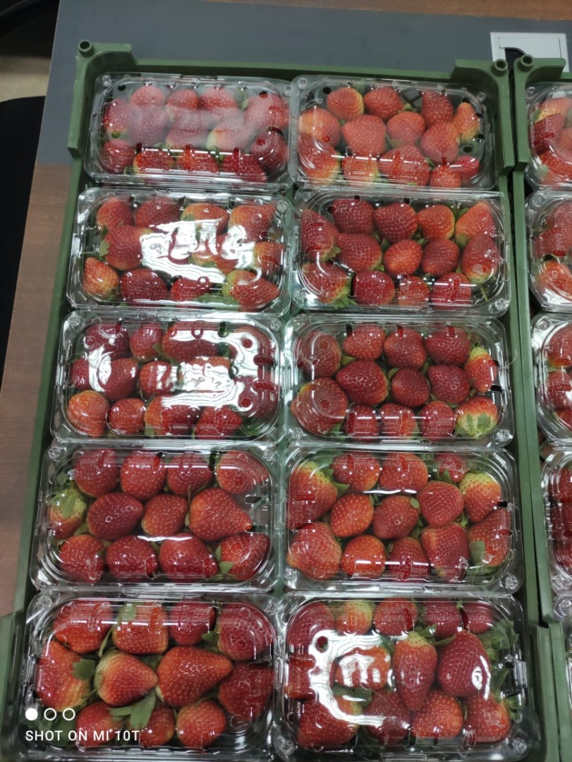 Świeże i Mrożone IQF i Plast Opakowanie Karton 10 kg 1000 kartonów w 1*20ft Kontener Reefer Wszystkie certyfikaty Ceny specjalne Świeże: Truskawka, Pomarańcza