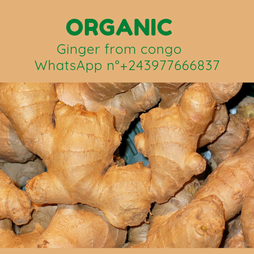 Organiczny i wysokiej jakości Imbir prosto z wiejskich farm MOBA
