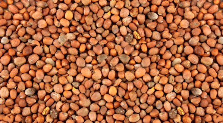 Our company is ready to offer supplies of oilseed radish for fodder and technical purposes
