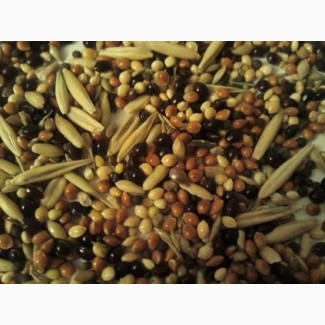 Kupię fasolę, len (brązowy, złoty), sorgo, proso