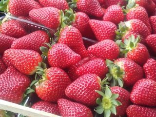Truskawki pochodzą z Albanii. Produkt jest taki świeży i