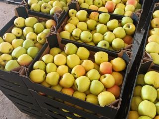 Sprzedam jabłka Mutsu Ligol Rubin Spartan Gloster Golden Melrose.