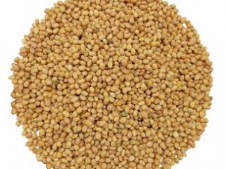 Kupię fasolę, len (brązowy, złoty), sorgo, proso. - len