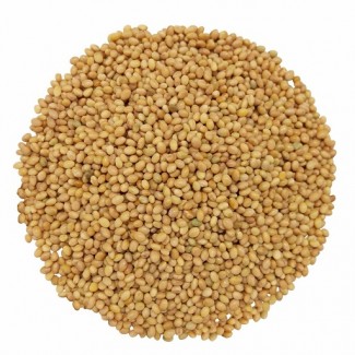 Kupię fasolę, len (brązowy, złoty), sorgo, proso