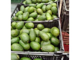 Styl ...Fresh Type...AVOCADO Rodzaj produktu...Tropikalna i subtropikalna odmiana owoców......skontaktuj