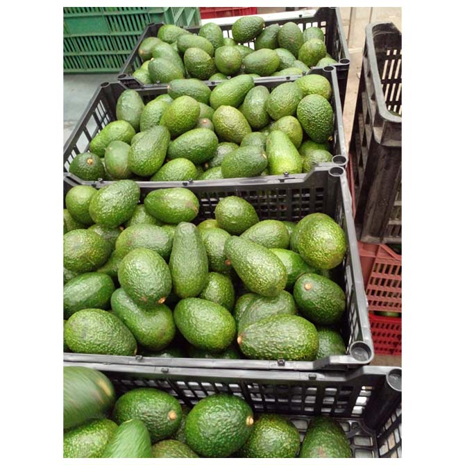 Styl ...Fresh Type...AVOCADO Rodzaj produktu...Tropikalna i subtropikalna odmiana owoców......skontaktuj się z nami Rodzaj uprawy.....skontaktuj się z nami