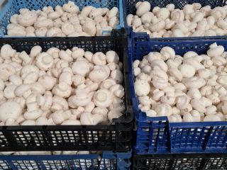 Sprzedam pieczarki z przeznaczeniem na przemysł , pakowane w