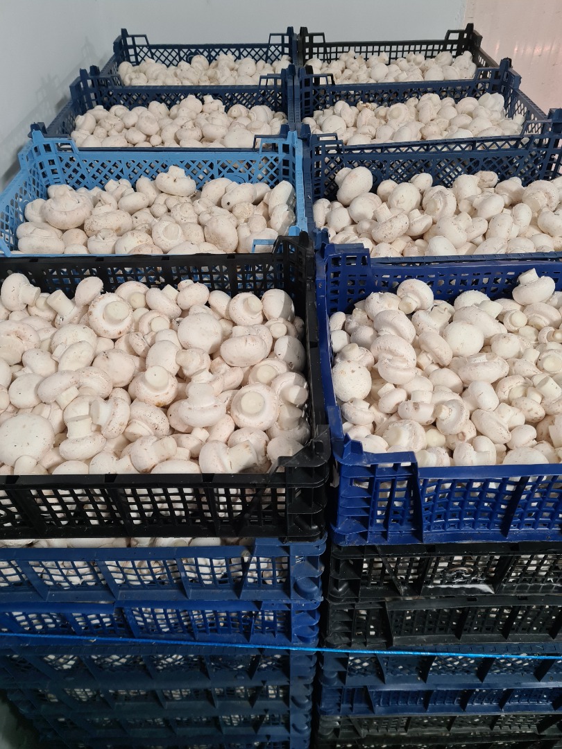 Sprzedam pieczarki z przeznaczeniem na przemysł , pakowane w skrzynki 3 kg, ilosci tygodniowe ok 400-500 kg