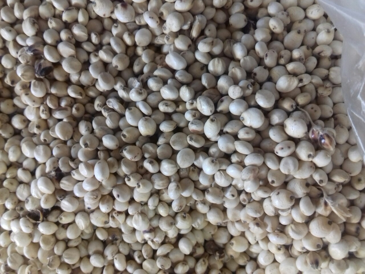 Sorgo CZERWONE - 200 ton metrycznych