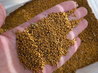Grupa firm "ExportGrain" eksportuje musztardę (czarną, żółtą, białą), pochodzenie