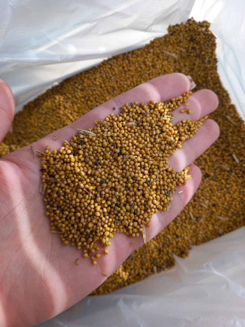 Grupa firm "ExportGrain" eksportuje musztardę (czarną, żółtą, białą), pochodzenie Kazachstan, FCA Kazachstan